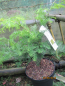 Preview: Metasequoia glyptostroboides Emerald Feathers